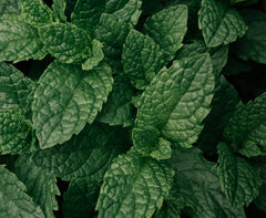 Menthe poivrée