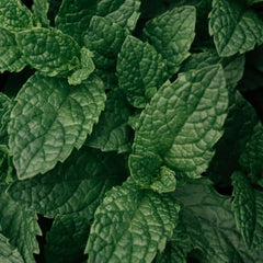 Menthe poivrée
